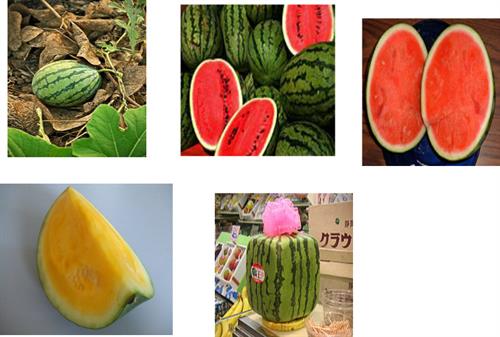 Different varieties of watermelon